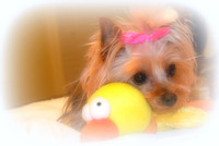 Pebbles